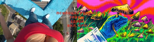 ПСИЛОЦИБИНОВЫЕ ГРИБЫ Армянск